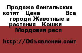 Продажа бенгальских котят › Цена ­ 20 000 - Все города Животные и растения » Кошки   . Мордовия респ.